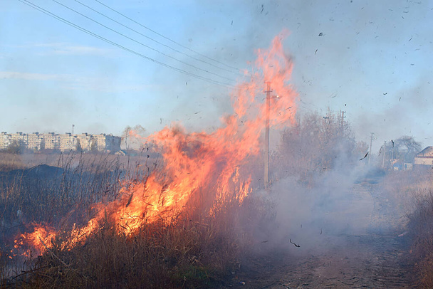 Konut binalarının yakınında kuru ot ve sazlıklar yanıyor.. - Fotoğraf, Görsel