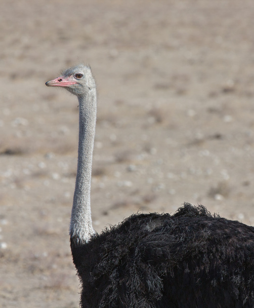 Detailed Ostrich - Photo, Image