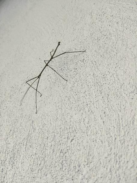 stick insect inhabitant of an abandoned house in hidalgo mexico - Photo, Image