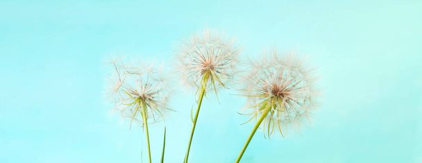 White dandelions inflorescence on blue background. Concept for festive background or for project. Hello Summer. Creative copy space - Photo, Image