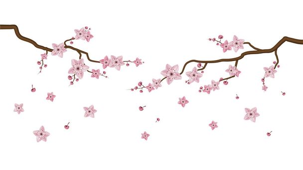 Sakura flores de flores aisladas sobre fondo blanco, vector ilustrador
 - Vector, imagen