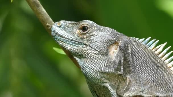 Extremo de cerca desde una mirada de lagarto a la cámara en el bosque de Montezuma Costa Rica
 - Imágenes, Vídeo