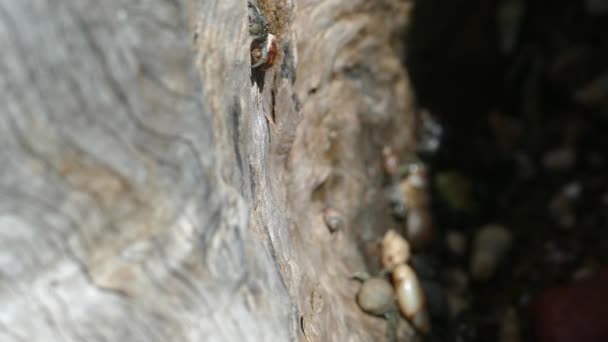 Close up from a hermit crab moving at a tree in Montezuma Costa Rica - Video