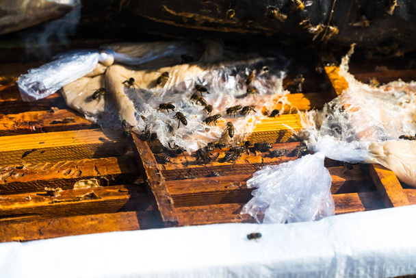 Muovi venytys elokuva puinen mehiläispesä - Valokuva, kuva