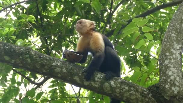 Kapucijnaap in een boom eet stukjes uit een kokosnoot schil in Montezuma Costa Rica - Video