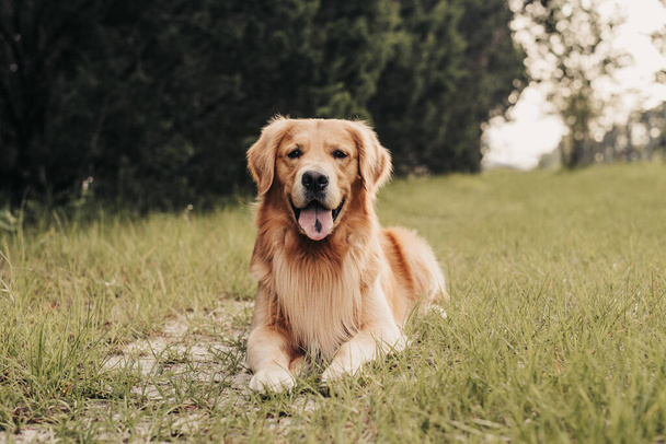 A golden retriever dog laying down on a trail on country road with green grass and old fencing - 写真・画像
