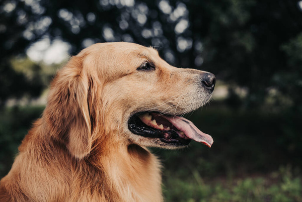 Close up of a face and head of a Golden retriever at the park - Foto, imagen