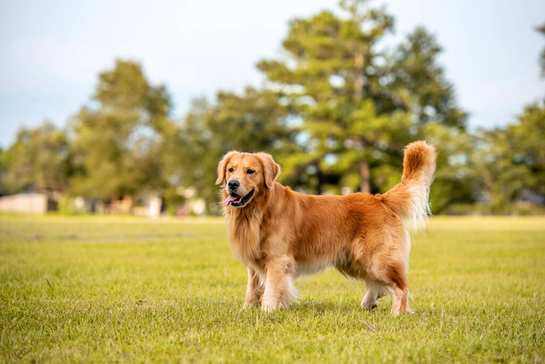 Playful golden standing in a field at a park waiting for ball toss - Фото, зображення