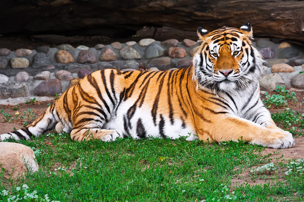 Tiger - Foto, afbeelding