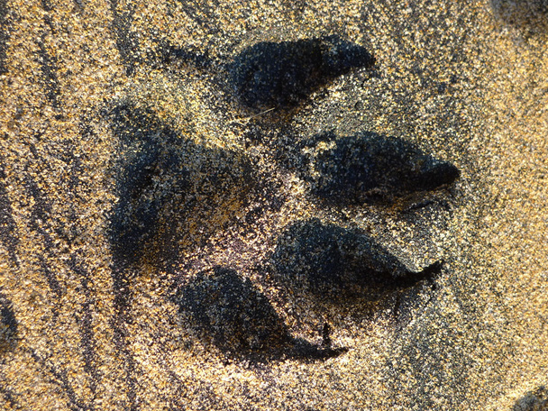 Hundeabdruck auf Sand - Foto, Bild
