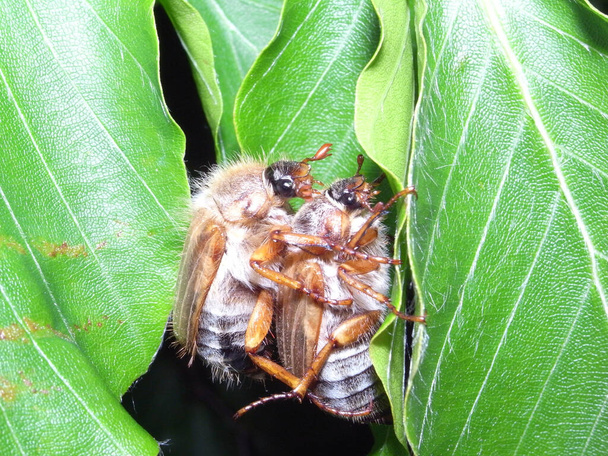 Bir çift çiftleşme Amphimallon gündönümü, aynı zamanda yaz samancısı ya da Avrupa Haziran böceği olarak da bilinir. - Fotoğraf, Görsel
