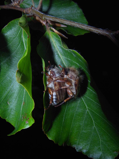 Pair of mating Amphimallon solstitiale, also known as the summer chafer or European june beetle - Photo, Image