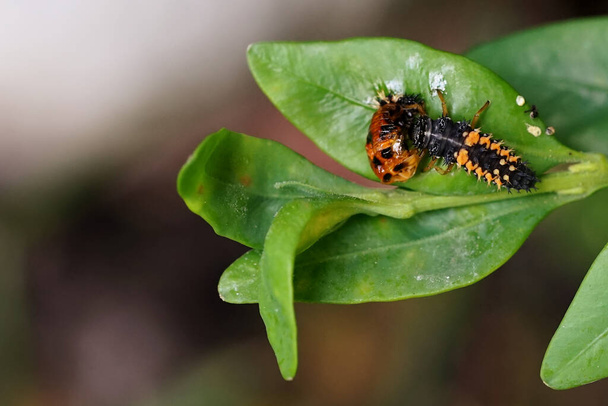 the ladybug larva eats the pupa shell after hatching - Photo, Image