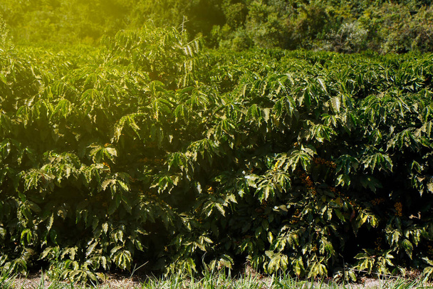 Ver granja con plantación de café. Agroindustria. Cultivo de café con granos amarillos, follaje verde y cielo azul. - Foto, imagen