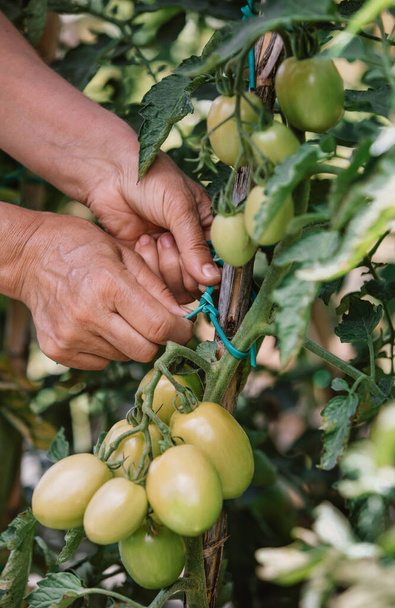 As mãos da mulher amarram os rebentos jovens da colheita de tomate. A pessoa madura cuida da colheita no jardim, amarrando os brotos a galhos de juncos com um cabo
 - Foto, Imagem