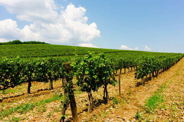 On of the many vineyards in Tokai, Hungary - Fotó, kép