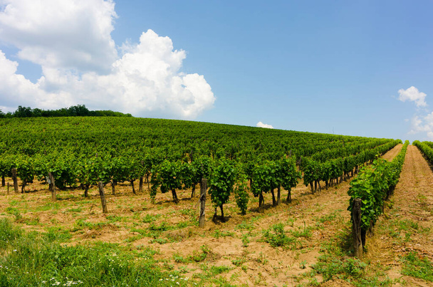 On of the many vineyards in Tokai, Hungary - Valokuva, kuva