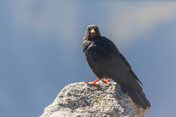 Close up view of an Alpine chough standing on the rock. - Photo, Image