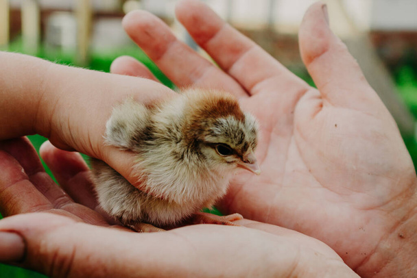 Raising chickens. Environmental education of children during the holidays. A hatched chicken in the hands of a grandmother (farmer) and a child on a blurred background of green grass in summer. - Photo, Image