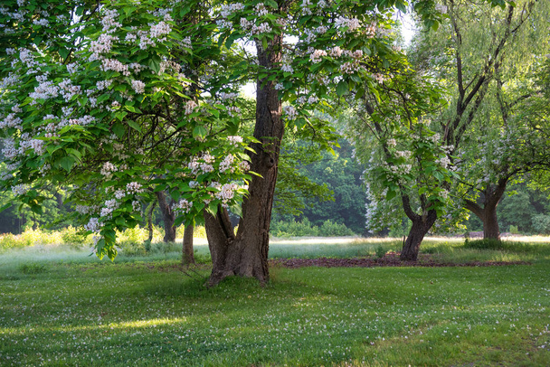 Kesä kukkii aikaisin aamulla Freneau Woods Park Monmouth County New Jersey. - Valokuva, kuva