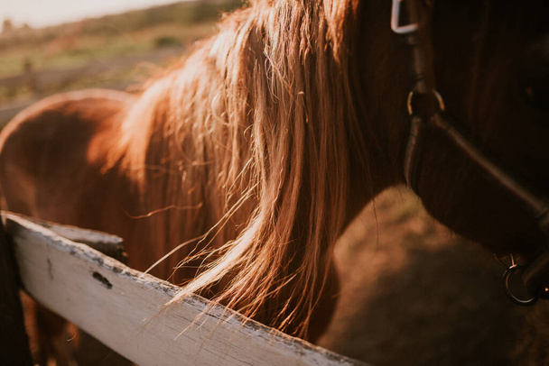 The mane of a beautiful brown horse on a farm - Photo, Image