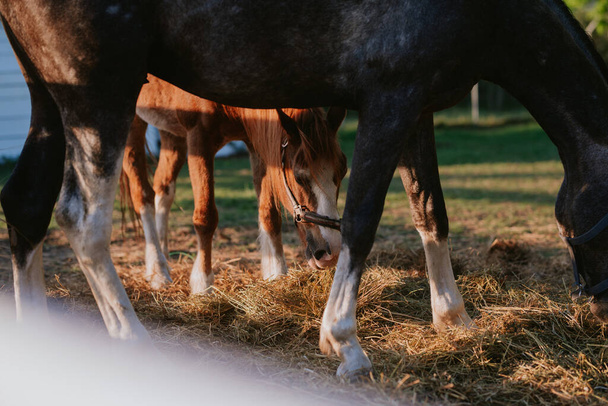 Kaksi kaunista ruskeaa hevosta laiduntavat nurmikolla. - Valokuva, kuva