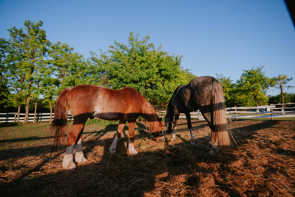Due bellissimi cavalli marroni in una fattoria pascolano l'erba - Foto, immagini