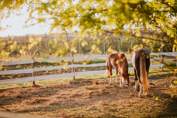 Due bellissimi cavalli marroni in una fattoria pascolano l'erba - Foto, immagini