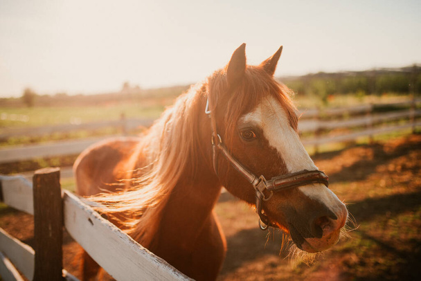  Portrait of a beautiful brown horse on a farm - Zdjęcie, obraz