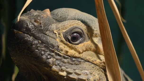 Close up of Mona ground iguana lizard head - Video, Çekim