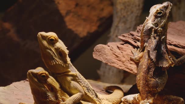 Two Lizards laying flat on a rock above each other and moving heads a third is standing in the back - Video