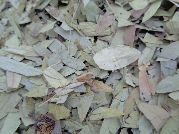 Getrocknete Blätter von Senna Alexandrina (auch daun jati tiongkok, daun jati china genannt) mit weißem Hintergrund. Diese Blätter werden normalerweise als Kräutertee verwendet. Dieser Tee erfrischt und hat ein besonderes Aroma. - Foto, Bild