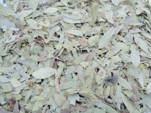 Suszone Senna Alexandrina (zwany również daun jati tiongkok, daun jati porcelany) liście z białym tle. Pozostawia to zwykle używane jako herbata ziołowa. Ta herbata orzeźwiający i ma specjalny aromat. - Zdjęcie, obraz