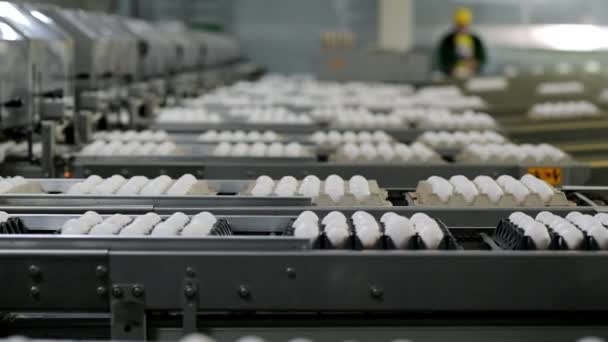 egg factory industry poultry conveyor production - Footage, Video