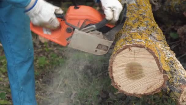 Trabalhador madeireiro lenhador em engrenagem protetora cortando lenha árvore na floresta com motosserra
. - Filmagem, Vídeo