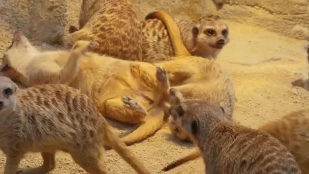 Close up of meerkats in sand - Footage, Video