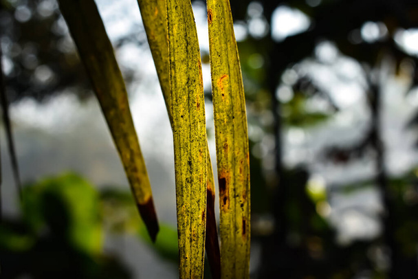 Это старый и желтый кокосовый лист и солнечный свет осветили этот лист крупным планом
. - Фото, изображение