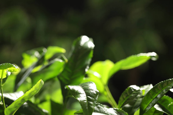 Closeup view of green tea plant against dark background. Space for text - Photo, Image