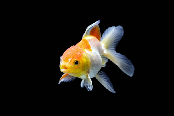 Zlatá rybka izolovaná na černém pozadí. Zlatá rybka izolovaná na černém pozadí. Thajsko. - Fotografie, Obrázek