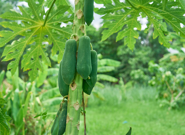 Świeże owoce papai rosnące na drzewie.                                - Zdjęcie, obraz