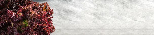 Frischer Salatkopf mit strukturierten leuchtend roten Blättern und grüner Mitte. Horizontales Banner mit strukturiertem grauen Hintergrund und großem Kopierraum. Gesunde Ernährung und Diätkonzept. Selektiver Fokus. - Foto, Bild