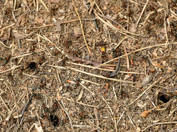 Ameisenhaufen im Wald mit schwarzen Ameisen - Foto, Bild