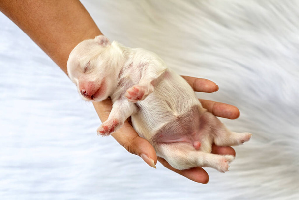 Close-up of a Newborn maltese puppy. Beautiful dog color white. 4 day old. Puppy on Furry white carpets. dog on hand. Selective focus. - Foto, Imagen
