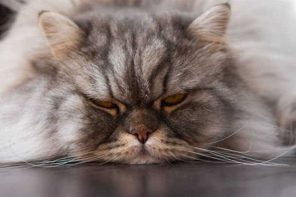 Fluffy Scottish cat close-up lying on the floor. Sad sleepy cat. Portrait of a pet. Face of a kitten. Despondency and sadness. A beautiful thoroughbred cat. - Photo, Image