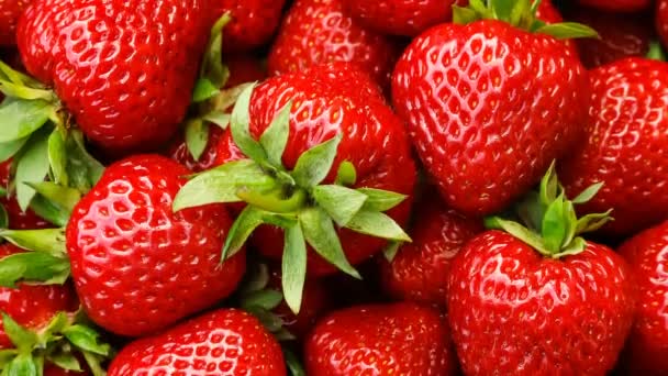 Red ripe strawberries, variety of strawberry Kimberly. Slow motion - Footage, Video