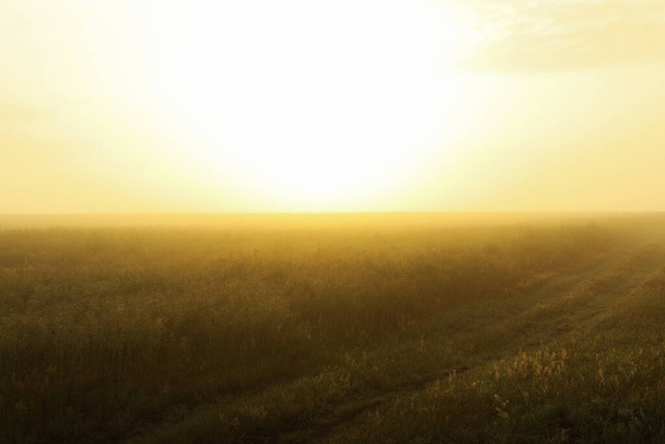 Foggy field. Beautiful summer morning. Summer nature - Foto, imagen