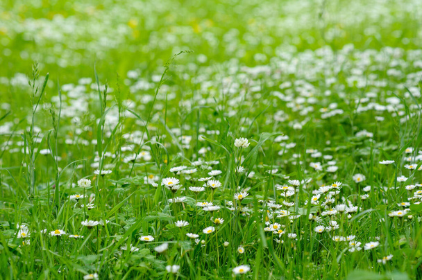 Little white daisies on a green background. - Zdjęcie, obraz