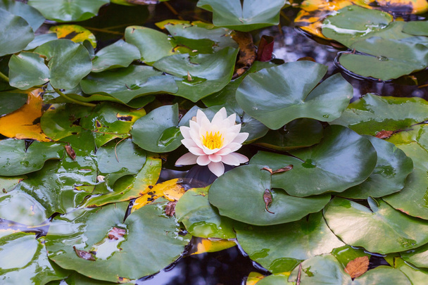 Water Lotus Lily Flower - Zdjęcie, obraz
