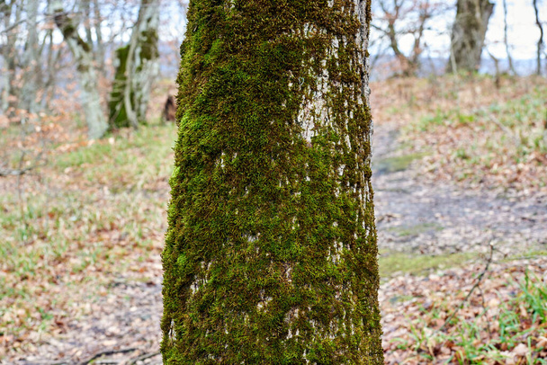 The green moss on the tree - Foto, Imagem