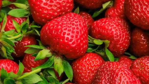 Belles fraises mûres rouges, gros plan - Séquence, vidéo